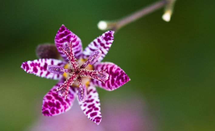 toad lily flowers