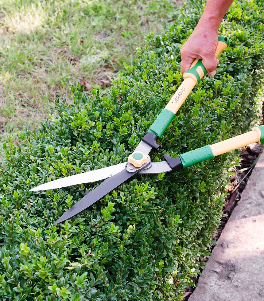 Hands of man cuts branches from boxwood bush with garden pruner. Buxus sempervirens. Gardening in the country. Landscaping concept.